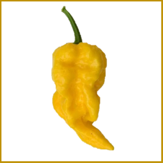 CHILIPEPER 