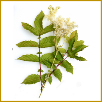 MOERASSPIREA - BLOEM - GEDROOGD