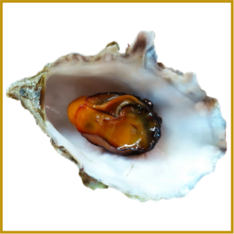 OESTER - ZEEUWSE HOLLE - GEROOKT