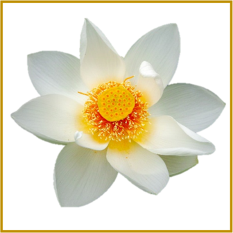 HEILIGE LOTUS - ALBA - ZADEN