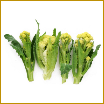 ASPERGEBROCCOLI - NINE STAR PERENNIAL - ZADEN