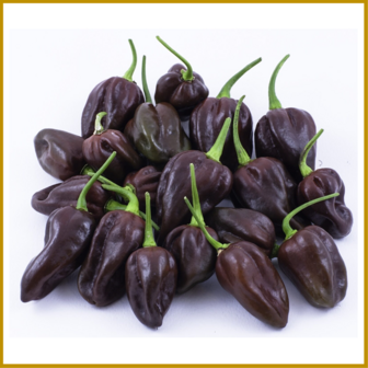 CHILIPEPER - HABANERO CHOCOLATE - ZADEN