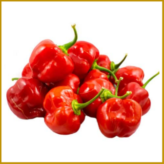 CHILIPEPER - HABANERO RED - ZADEN