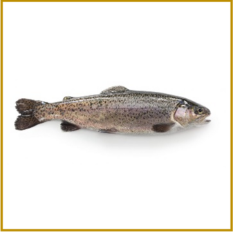 FOREL (REGENBOOG) - GEROOKT - GEHEEL