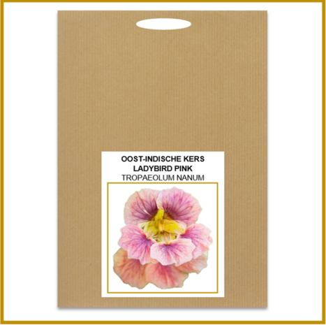 OOST-INDISCHE KERS - LADYBIRD ROSE - ZADEN