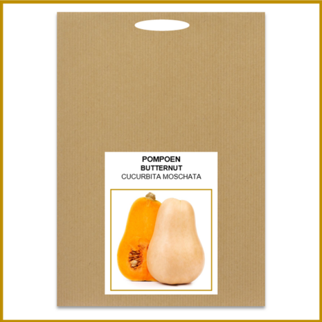 POMPOEN - BUTTERNUT - ZADEN