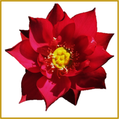 HEILIGE LOTUS - RED - ZADEN